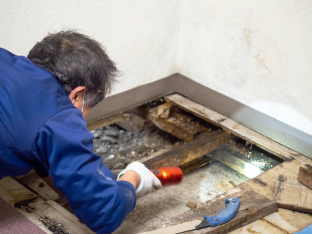 Best DIY Mold Remediation Support Services in Comanche, TX