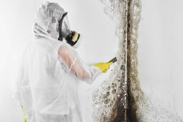 Best DIY Mold Remediation Support Services in Comanche, TX