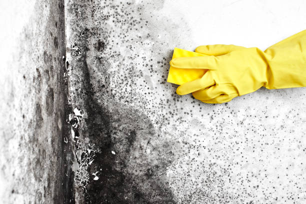 Best Industrial Mold Remediation in Comanche, TX