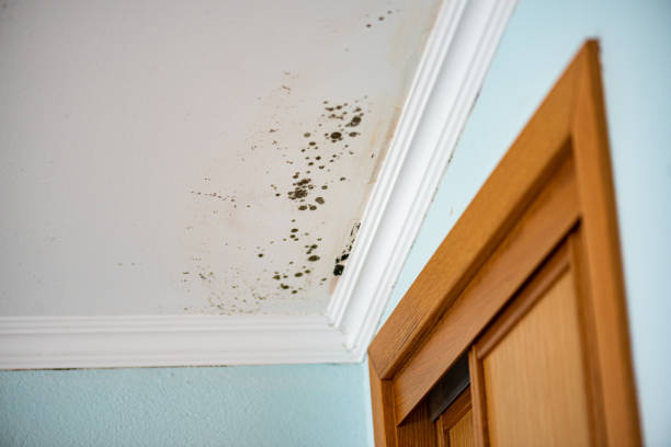 Best White Mold Remediation in Comanche, TX