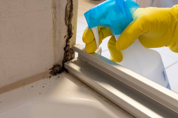 Best Mold Testing and Inspection Services in Comanche, TX