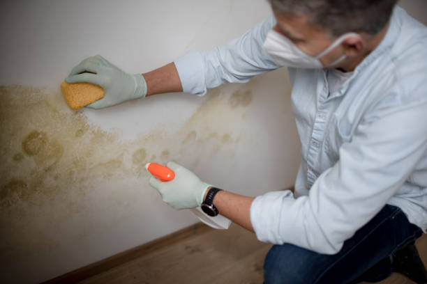 Best Black Mold Remediation in Comanche, TX