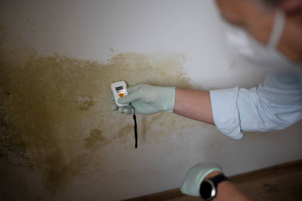 Best Post-Flood Mold Remediation in Comanche, TX