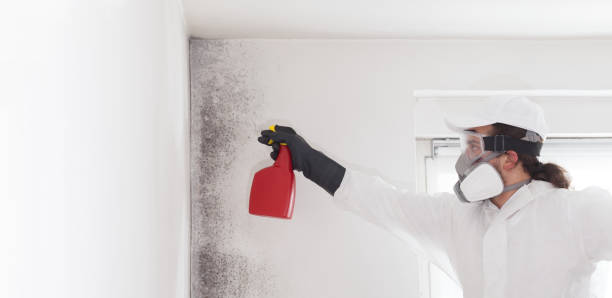 Best Commercial Mold Remediation in Comanche, TX