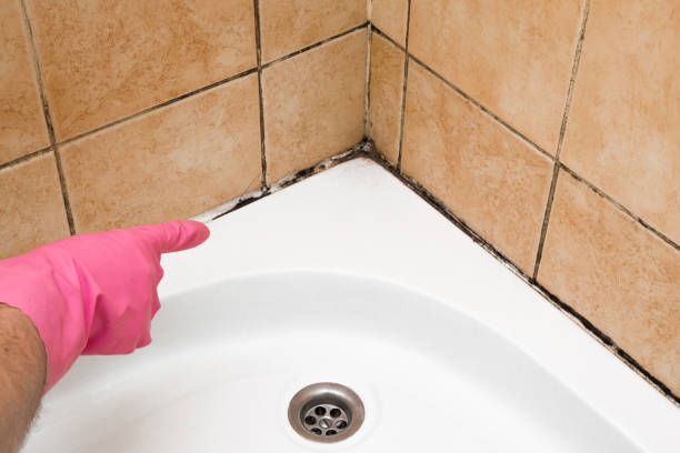 Best Attic Mold Remediation in Comanche, TX